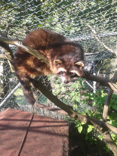 Tiere Streichelzoo Bichlbach